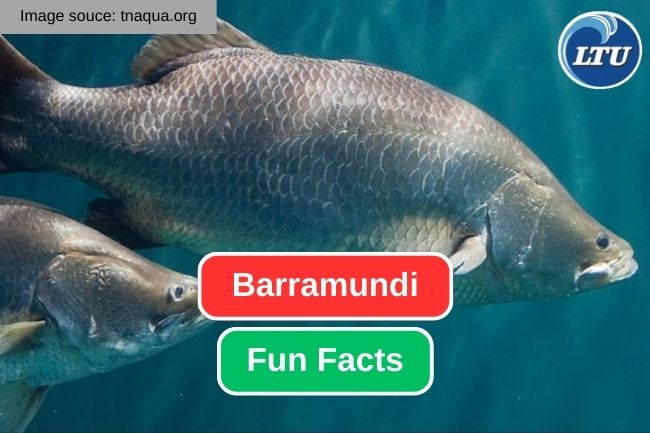11 Impressive Facts about Barramundi